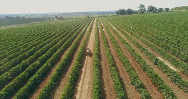 Rows of coffee plants seen from above.