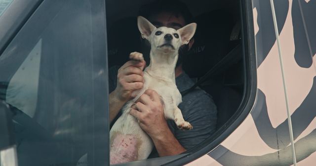 A small dog held up in the window of the coffee van.