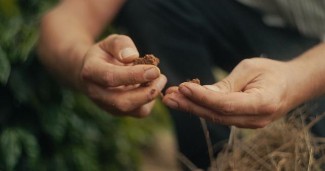 Hands passing coffee cherries.